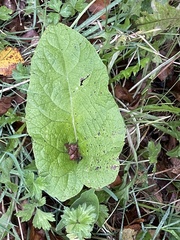 Elephantopus tomentosus