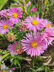 Symphyotrichum novae-angliae