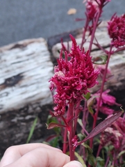 Celosia spicata