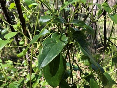 Clematis glycinoides