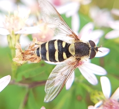 Syrphus