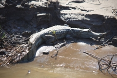 Caiman crocodilus