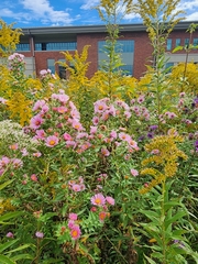 Symphyotrichum novae-angliae