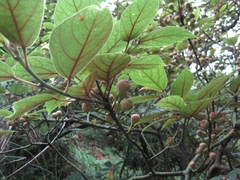Ficus erecta beecheyana