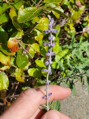 Salvia yangii