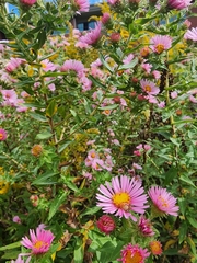 Symphyotrichum novae-angliae
