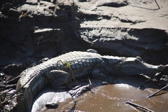 Caiman crocodilus