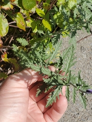 Salvia yangii