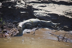 Caiman crocodilus