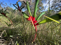 Anigozanthos manglesii