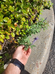 Salvia yangii