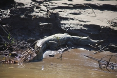 Caiman crocodilus
