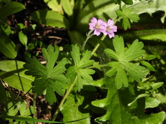 Geranium core-core