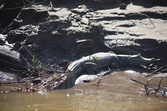 Caiman crocodilus