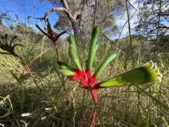 Anigozanthos manglesii