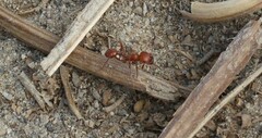 Pogonomyrmex californicus