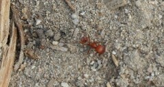 Pogonomyrmex californicus