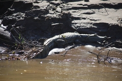 Caiman crocodilus