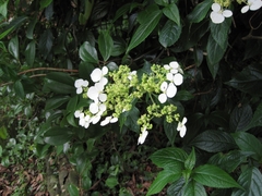 Hydrangea chinensis