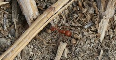 Pogonomyrmex californicus