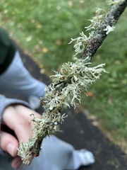 Ramalina americana