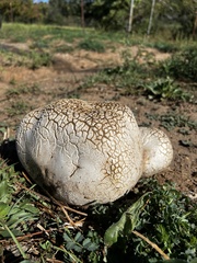 Calvatia booniana