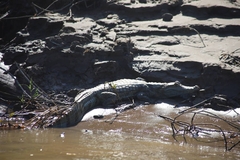 Caiman crocodilus