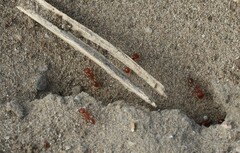 Pogonomyrmex californicus