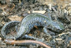 Ambystoma 'unisexual complex'
