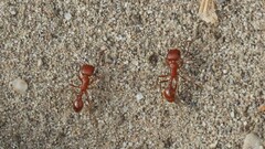 Pogonomyrmex californicus