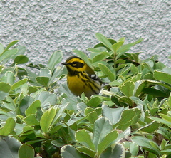 Setophaga townsendi