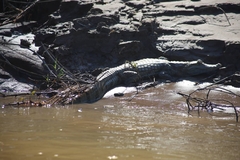 Caiman crocodilus