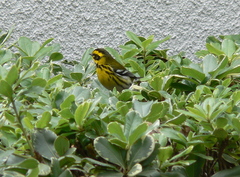 Setophaga townsendi