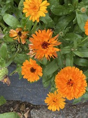Calenduleae
