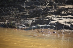Caiman crocodilus