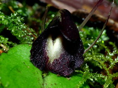 Corybas macranthus