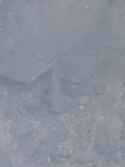 Salmo trutta