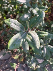 Salix sitchensis