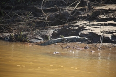 Caiman crocodilus