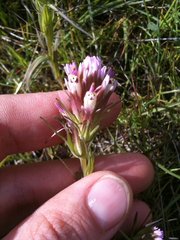 Castilleja densiflora