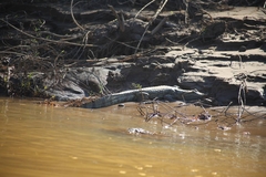 Caiman crocodilus