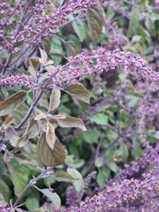 Spiraea tomentosa