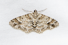 Myrioblephara desumpta