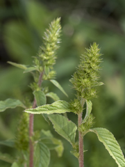 Amaranthus