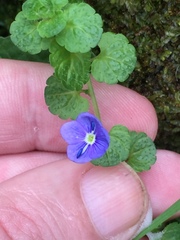 Veronica filiformis