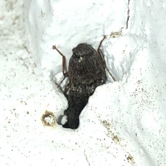 Elateridae