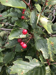 Crataegus punctata