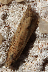 Bactra verutana