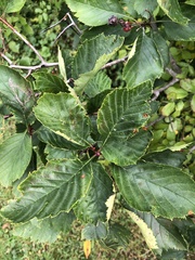 Crataegus punctata