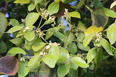 Loranthaceae
